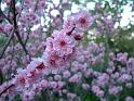 Prunus semi-double flower_2